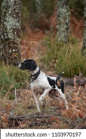 Hunting Dog, Pointer Breed, Pointing