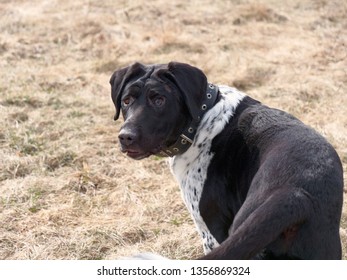 hunting dog. Pointer exterior stand in nature - Shutterstock ID 1356869324