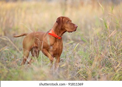 Hunting Dog Pointing In Field