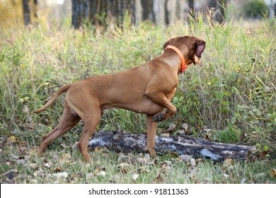 Hunting Dog Pointing In Forest