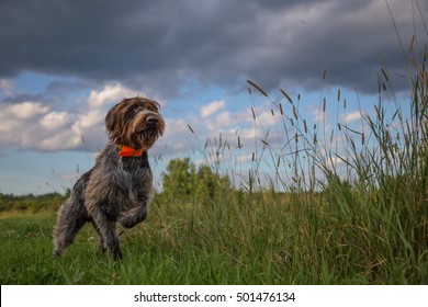 Hunting Dog Pointing A Pheasant