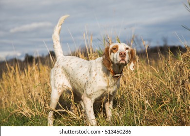 Hunting Dog Pointing A Pheasant