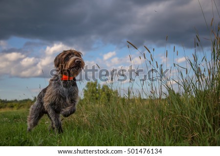 Hunting Dog pointing a pheasant
