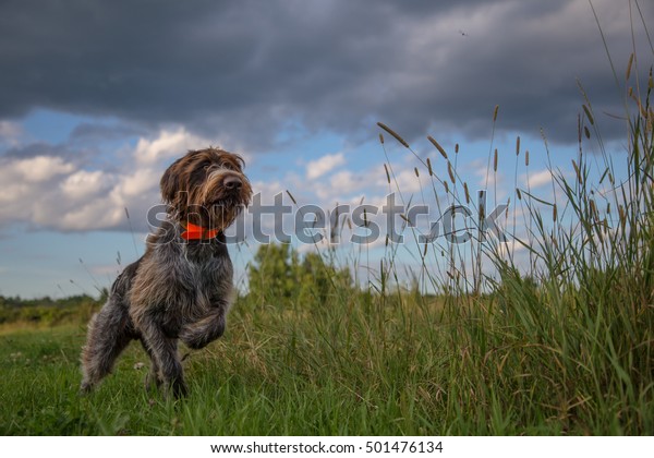Hunting Dog pointing a\
pheasant
