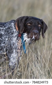 Hunting Dog With Porcupine Quills