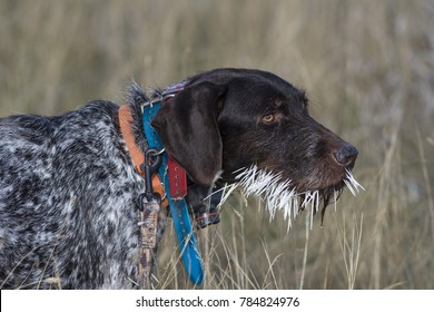 Hunting Dog With Porcupine Quills