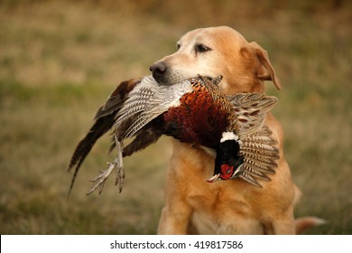 can dogs eat pheasant