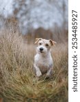 Hunting dog running across the field. Jack Russell terrier in dry tall grass. Pet walking in autumn park.