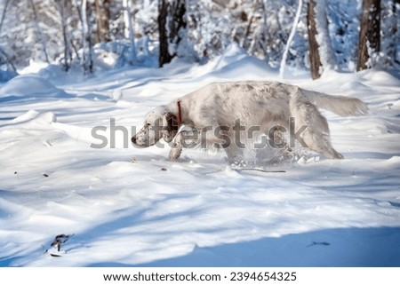 A hunting dog sniffs tracks in the snow. A white dog of the English setter breed walks through the snow in the winter forest. Hunting dogs.

