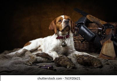 Hunting Dog With Woodcock