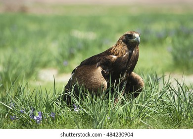 A hunting eagle sitting on the grass, summer time, western Mongolia.