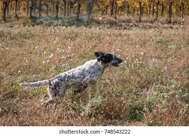 Hunting english setter running in the autumn field. Vineyard in the background