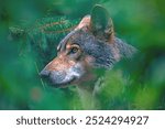 hunting european wolf (Canis lupus lupus), very beautiful animal and extremely dangerous beast. Potrait in forest