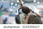 Hunting falcon with leather hood. Beautiful trained Peregrine falcon with mask