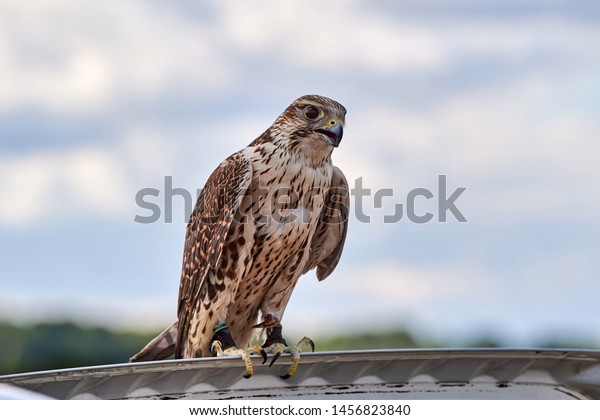 Hunting falcon portrait.Hunting falcon lands on the\
cover of the car.