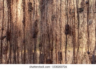 Hunting And Fishing. Fish Net Drying In The Sun.
Colored Sepia Background.