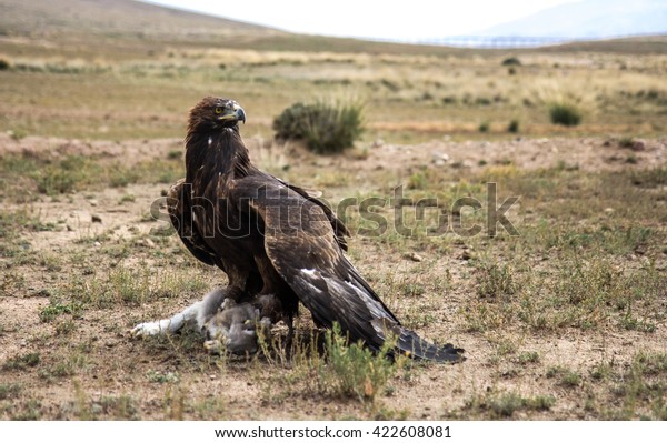 Hunting Golden Eagles Aquila Chrysaetos Tradition Stock