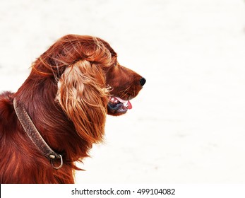 1000 Red Hair Dog Stock Images Photos Vectors Shutterstock