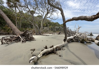 Hunting Island, South Carolina storm aftermath-erosion, downed trees and driftwood.