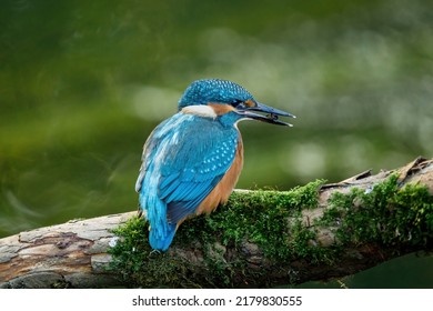 Hunting juvenile kingfisher. Common kingfisher, Alcedo atthis, perched on branch near nesting burrow, caddisfly larvea in bill. Wildlife nature. Colorful bird in summer. River kingfisher in habitat.