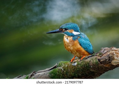 Hunting kingfisher. Common kingfisher, Alcedo atthis, perched on branch near nesting burrow, waiting for fish. Breeding season. Wildlife nature. Colorful bird in summer. River kingfisher in habitat.
