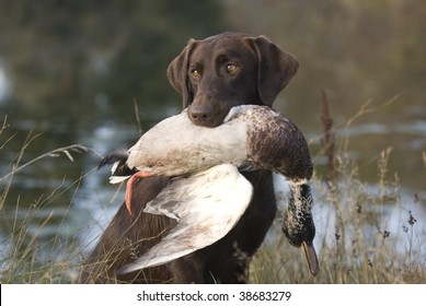 Hunting Labrador Retriever