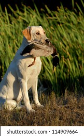 Hunting Labrador Retriever Dog