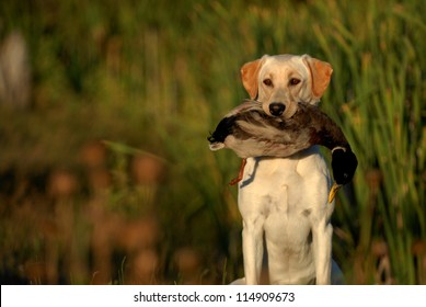 Hunting Labrador Retriever Dog