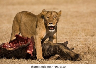 Hunting Lion