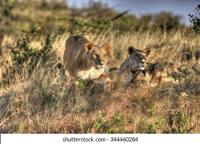 The Hunting Lioness