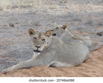 Hunting Lions In Kenyan Safari