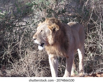 Hunting Lions In Kenyan Safari