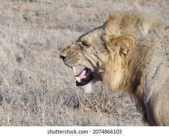 Hunting Lions In Kenyan Safari