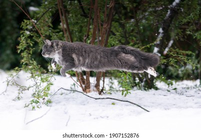 Hunting Maine Coon Cat Outdoors In Snowy Garden Jumping