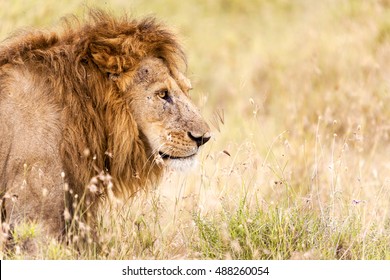 Hunting male lion in the in the tall grass at warm morning sun Tanzania Africa - Powered by Shutterstock