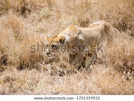 Hunting mother in the grass of the serengeti.