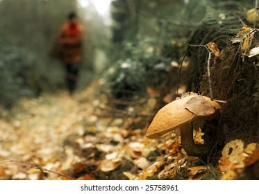 Hunting For Mushroom