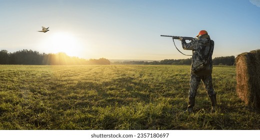 Hunting for a pheasant at autumn field.  hunter shooting into flying pheasant at sunrise. hunting banner