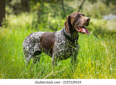 Hunting Purebred Dog, German Shorthaired Pointer Doing Pointing To Same  Object In Sunny Forest On Green Grass.