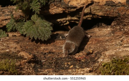 A Hunting Pygmy Shrew, Sorex Minutus.