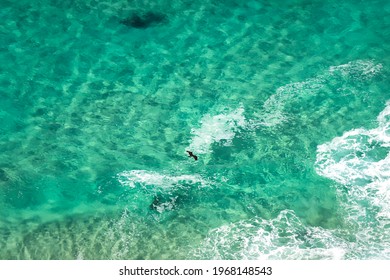 Hunting Sea Eagle, Byron Bay, Australia