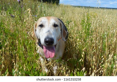 Hunting Service Dog In The Field Walks And Runs In The Fall