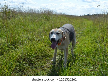 Hunting Service Dog In The Field Walks And Runs In The Fall