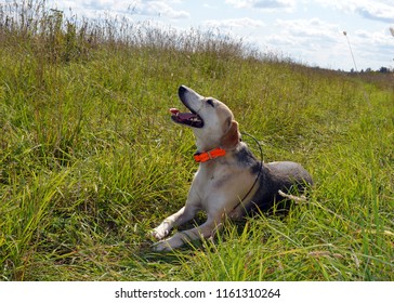 Hunting Service Dog In The Field Walks And Runs In The Fall