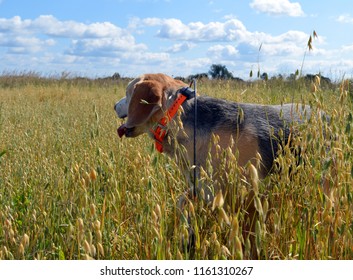 Hunting Service Dog In The Field Walks And Runs In The Fall