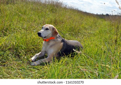 Hunting Service Dog In The Field Walks And Runs In The Fall