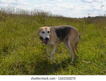 Hunting Service Dog In The Field Walks And Runs In The Fall