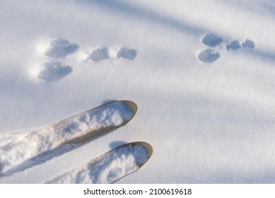 Hunting Skis And Rabbit Tracks In The Snow 