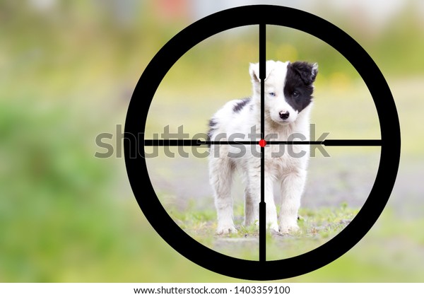 do border collies hunt