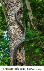 Hunting Snake On Tree.